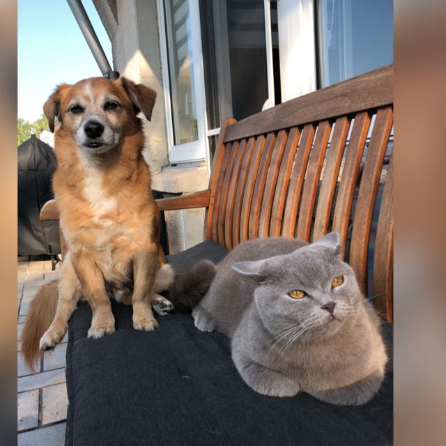Hund und Katze sitzen zusammen