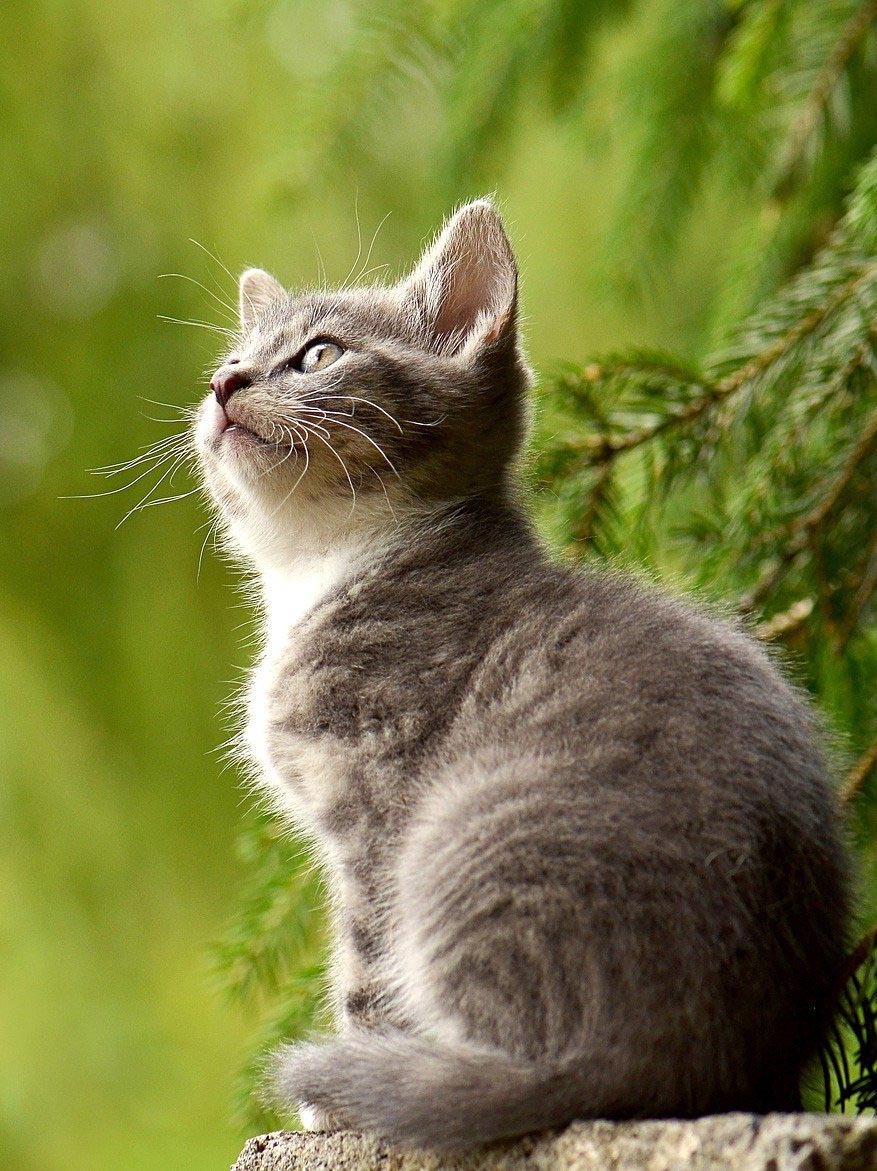 junge Katze vor grünem Hintergrund