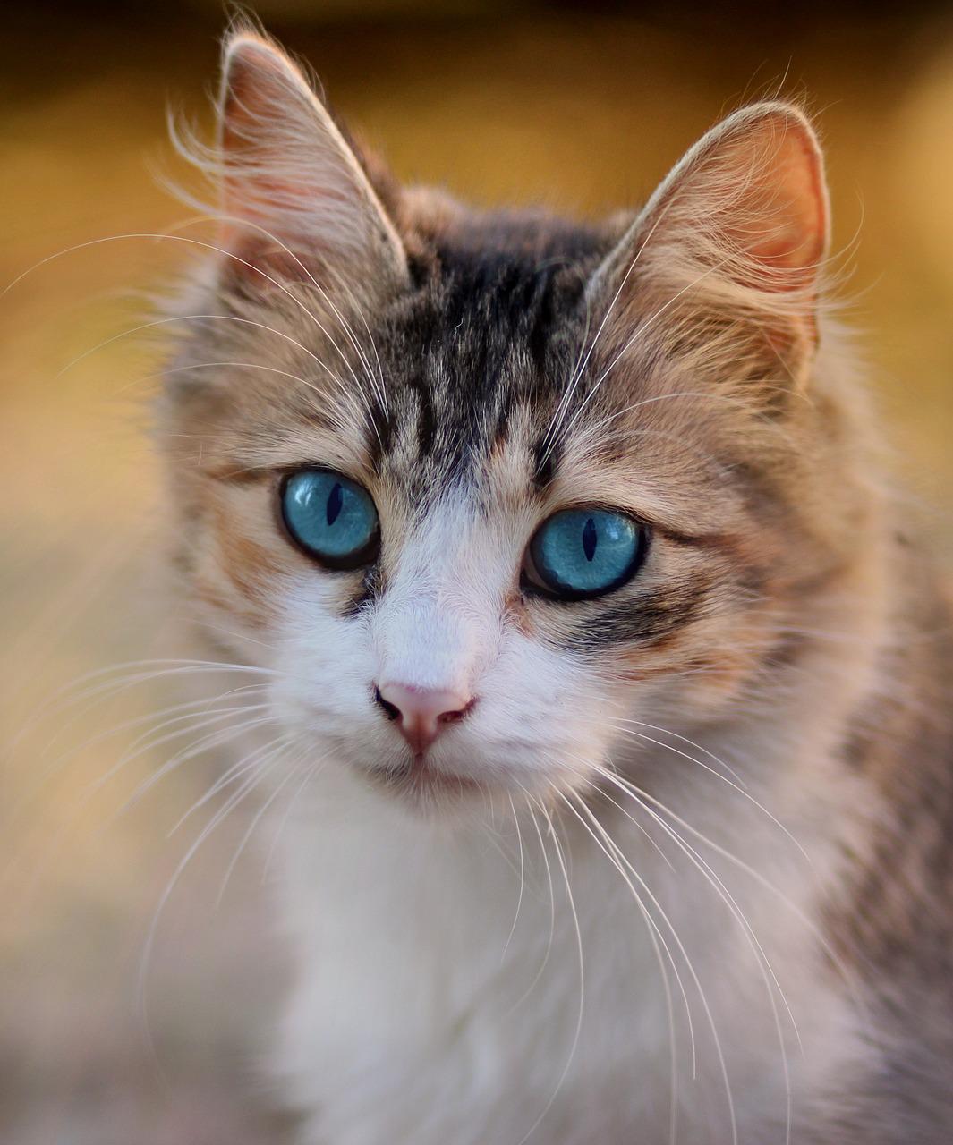 Katzen freut sich über selbsrgemachte Leberwurst