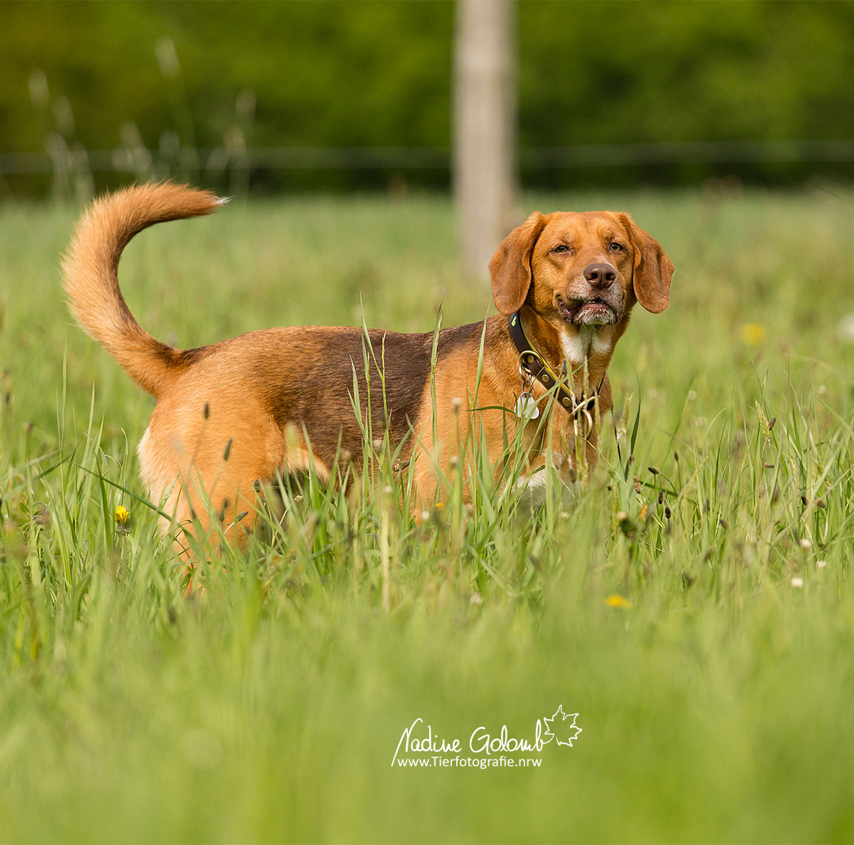 Achtung, Zecken - Hund im hohen Gras