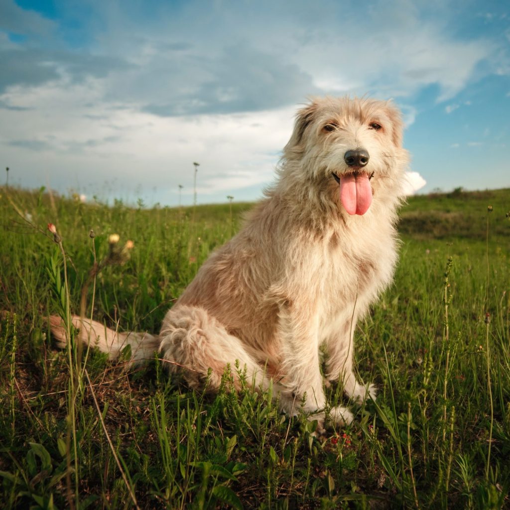 Weißer Hund im Gras Hundeernährung