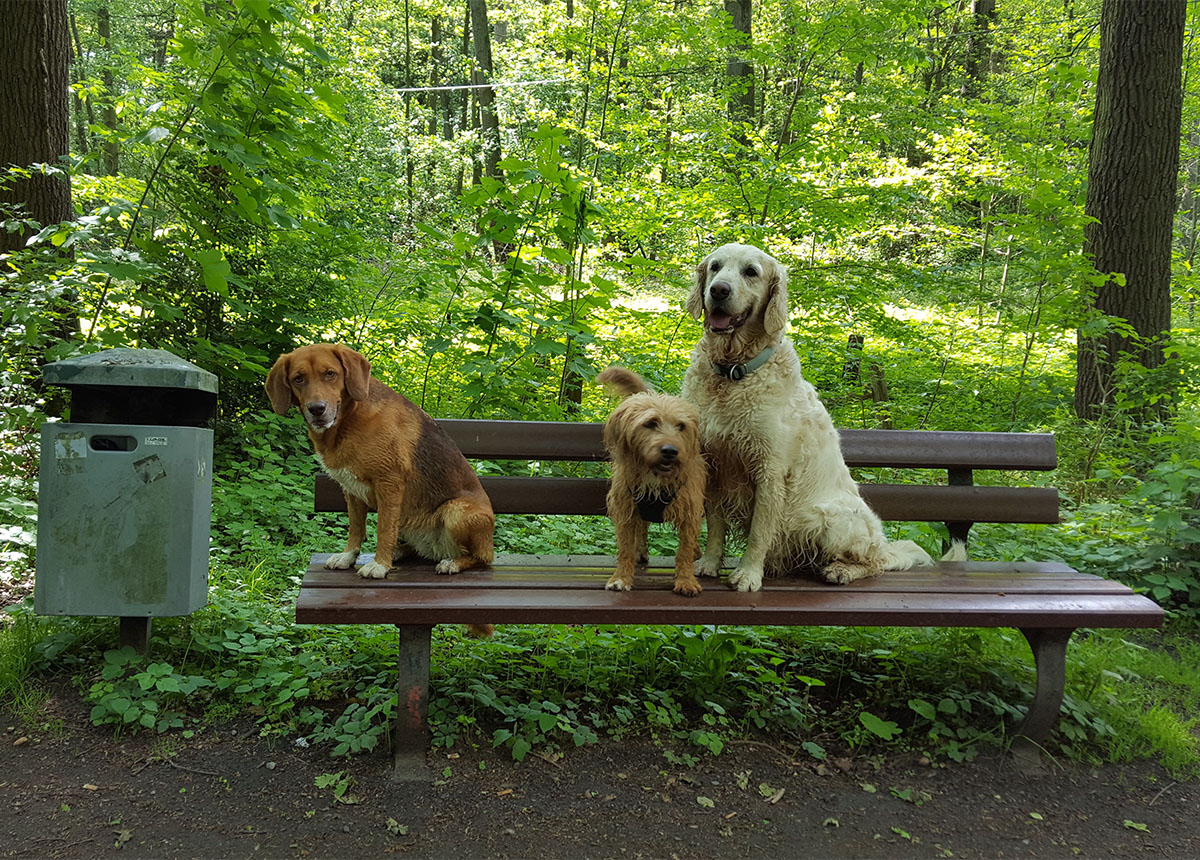 Hunde auf Parkbank, Kotbeutel in den Mülleimer