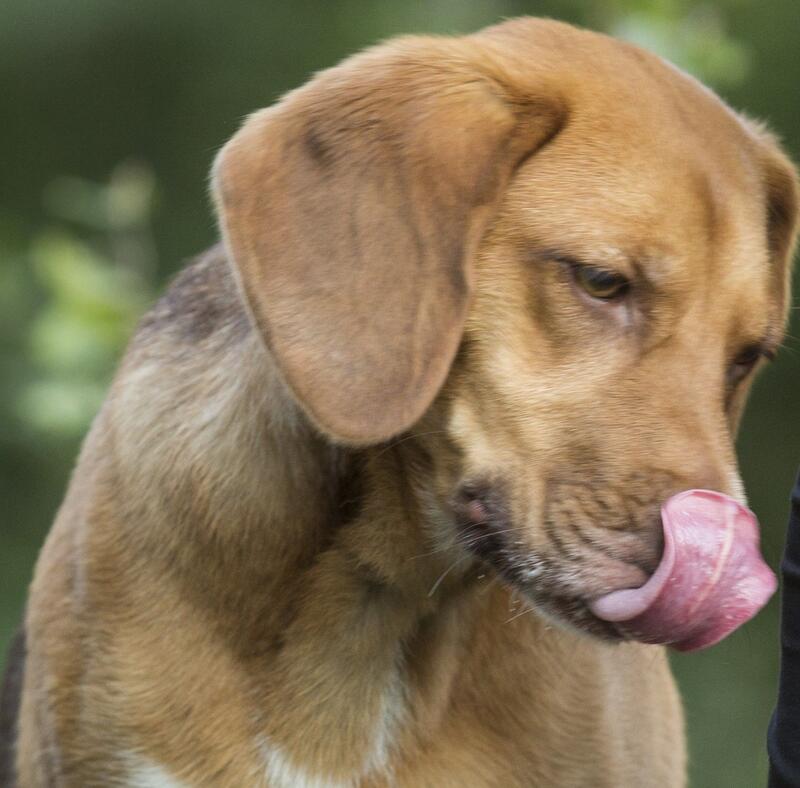 Hund Joy freut sich auf selbstgemachte Leberwurst