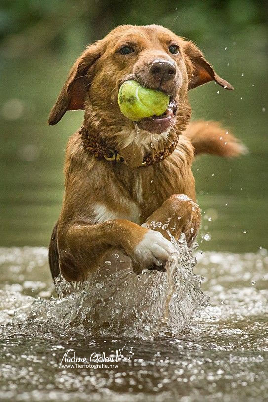 Hund tobt im Wasser mit Ball