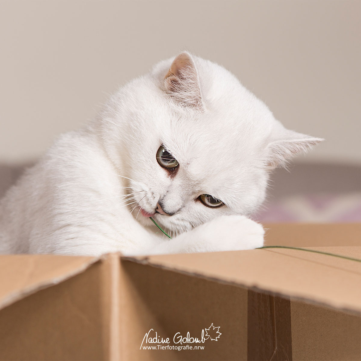 Weiße Katze im Karton