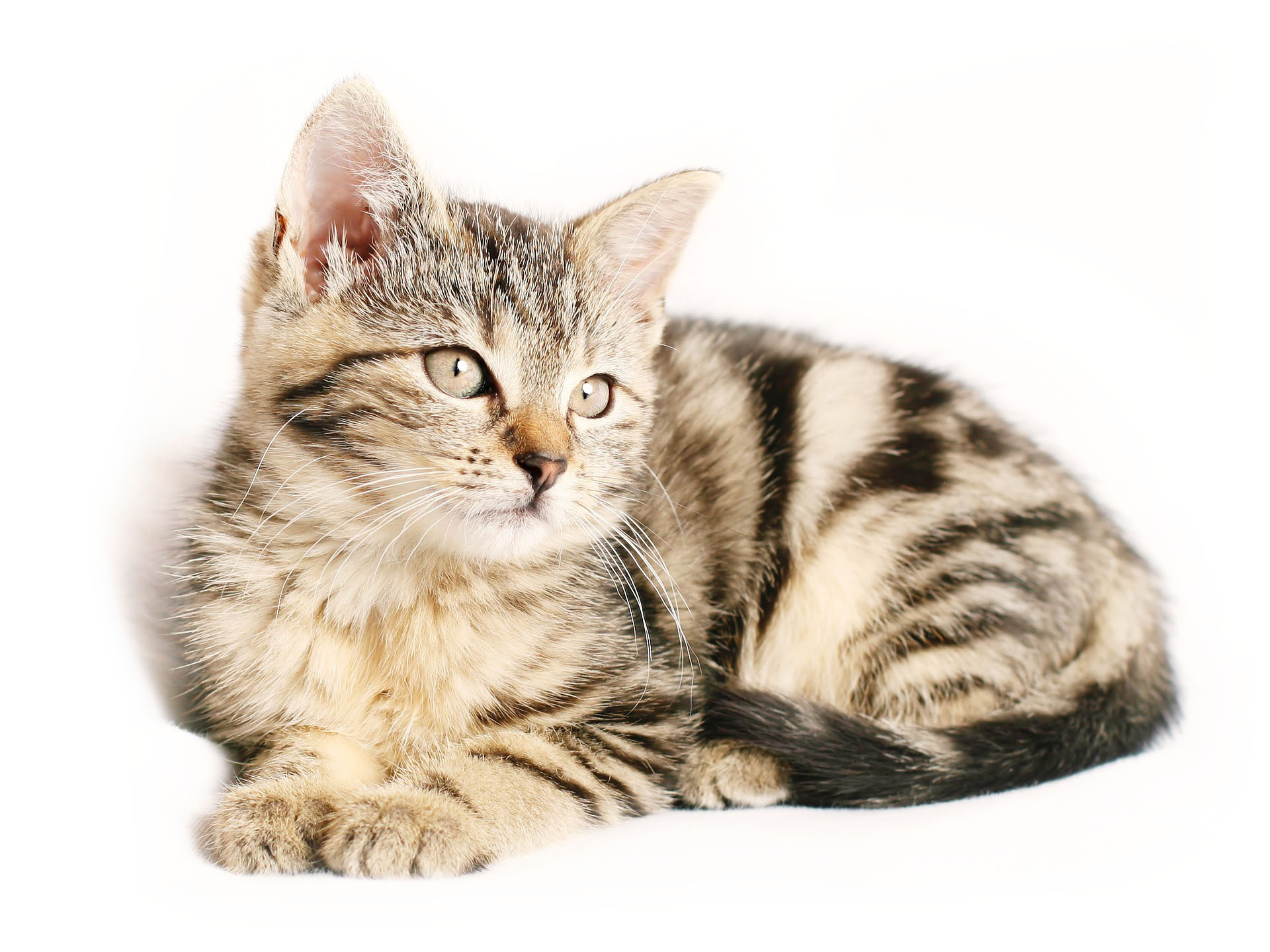 Natürliche Ernährung für Hunde und Katzen, niedliche kleine Katze, Kitten, Babykatze, gesunde Tiernahrung Katzenfutter