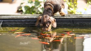 Hund am Gartenteich mit Goldfischen
