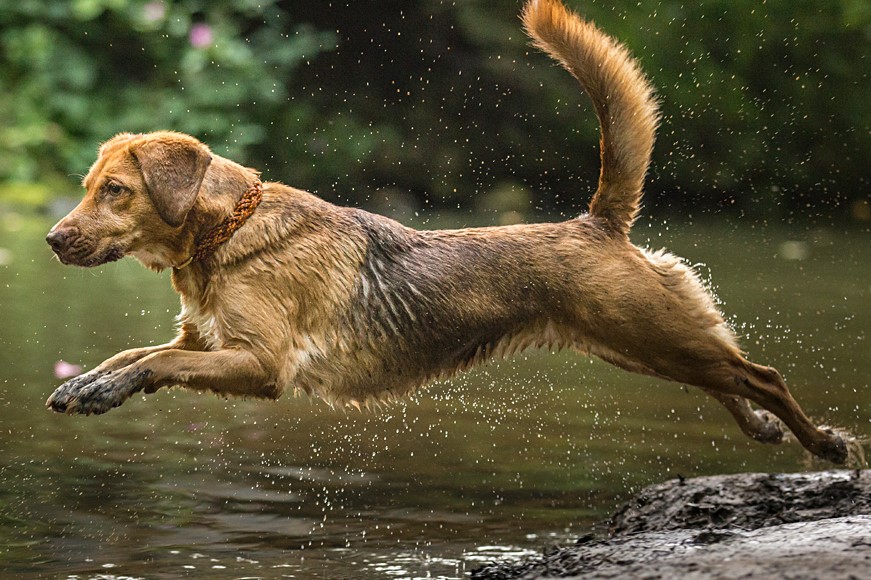 Hund Joy springt ins Wasser
