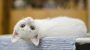 Junge weiße Katze